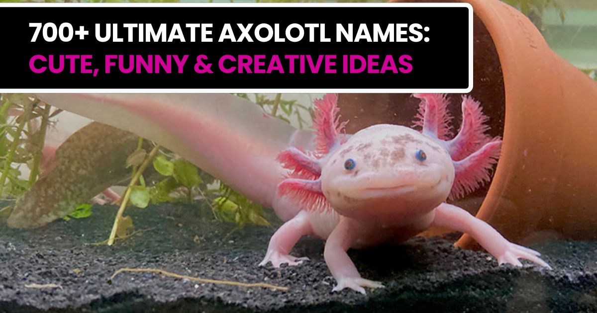 700+ Ultimate Axolotl Names: Cute, Funny & Creative Ideas