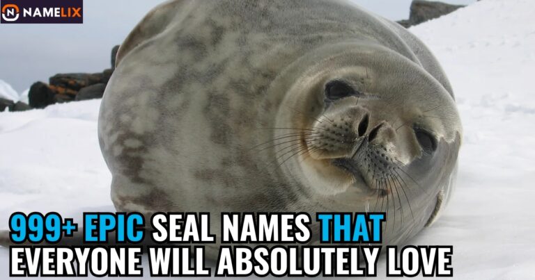 999+ Epic Seal Names That Everyone Will Absolutely Love