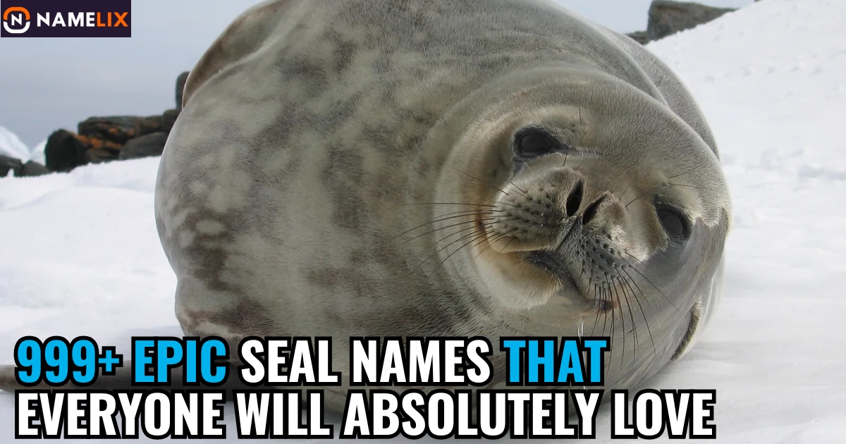 999+ Epic Seal Names That Everyone Will Absolutely Love