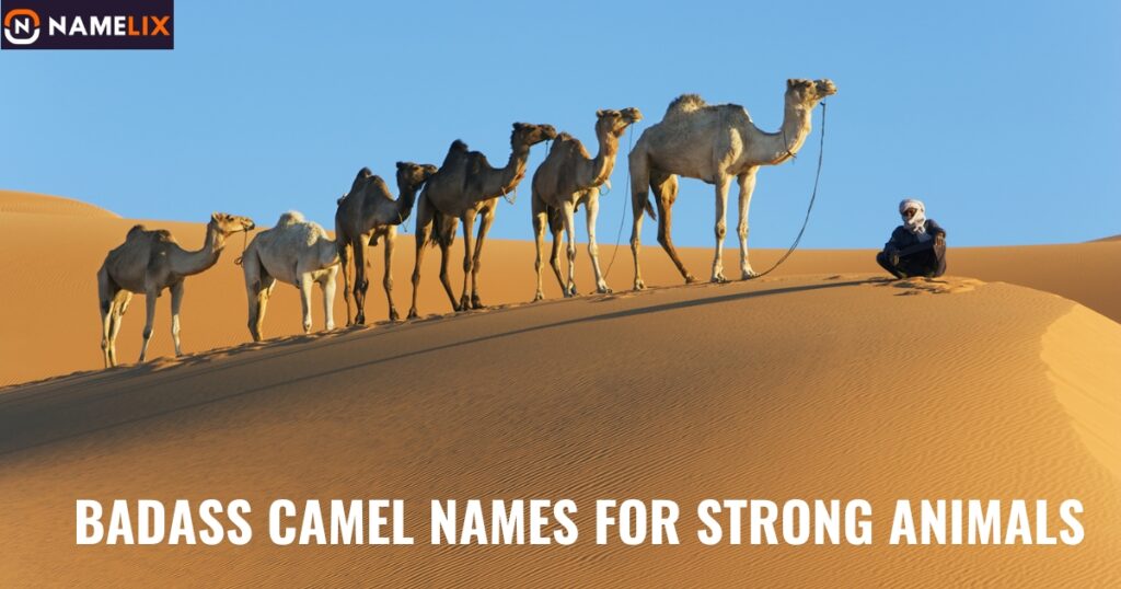 Badass Camel Names for Strong Animals