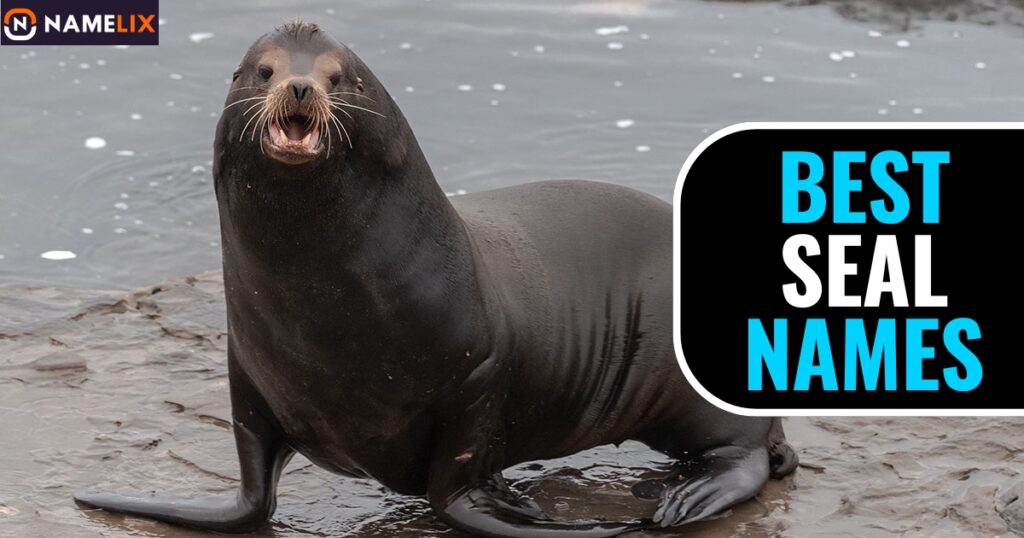 Best Seal Names