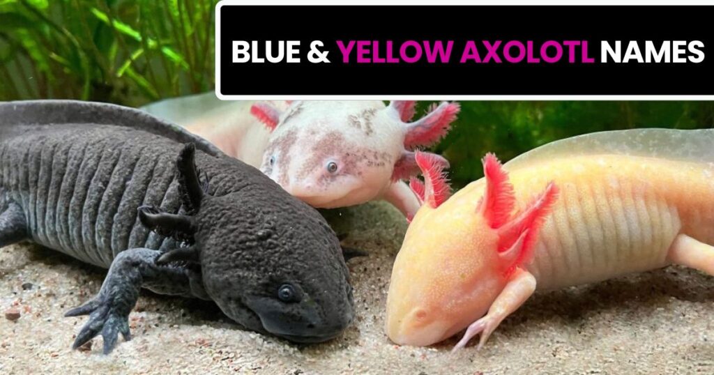 Blue & Yellow Axolotl Names