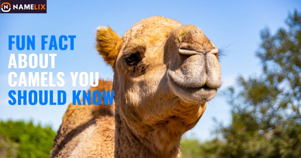 Fun Fact About Camels You Should Know