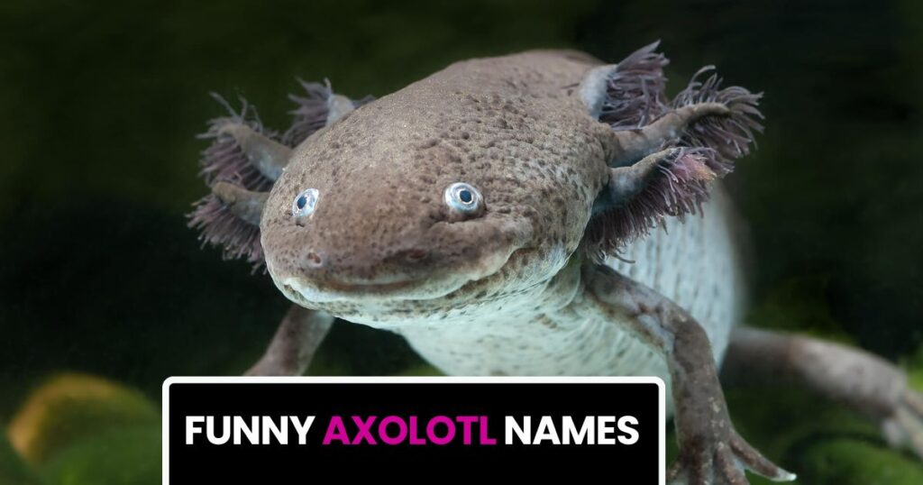 Funny Axolotl Names