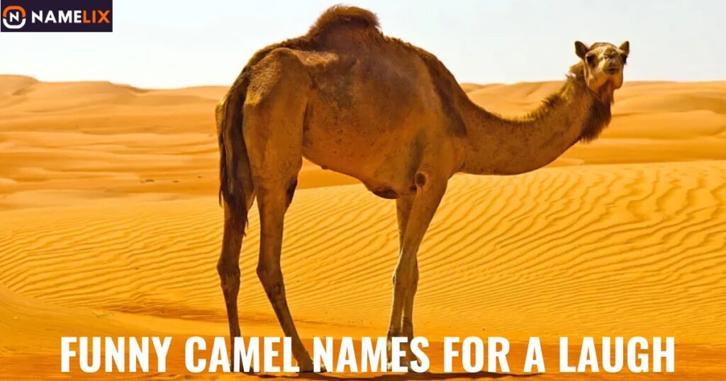 Funny Camel Names for a Laugh