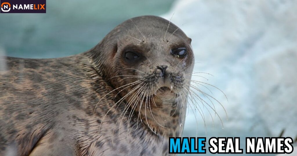 Male Seal Names
